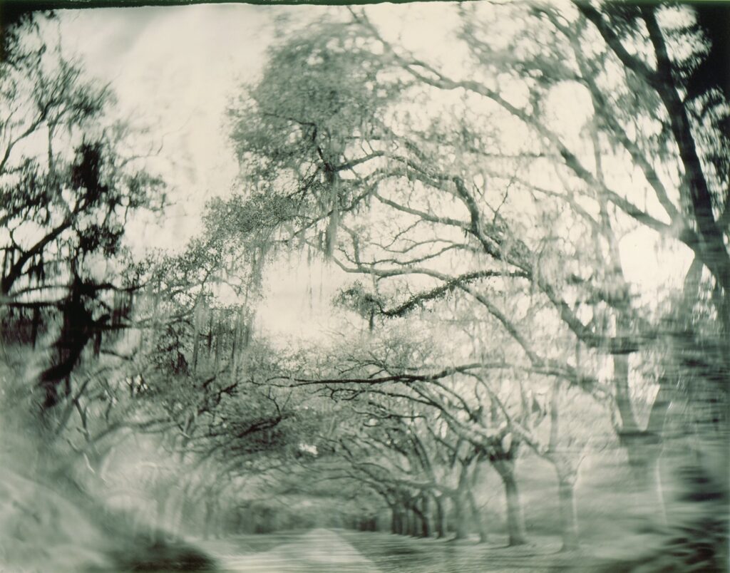 Oaks draped with Spanish moss.