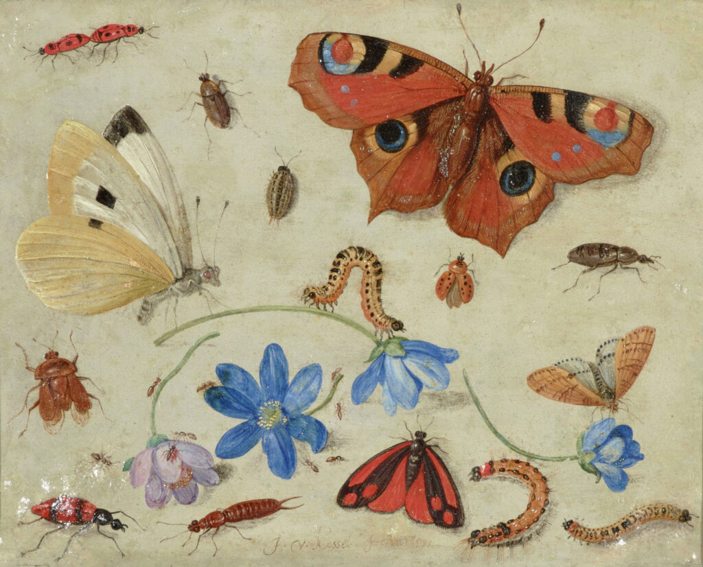 Butterflies, Caterpillars, Other Insects, and Flowers by Jan van Kessel Claude Monet Autumn On The Seine